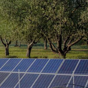 Solcellepaneler i kanten av olivenlunden