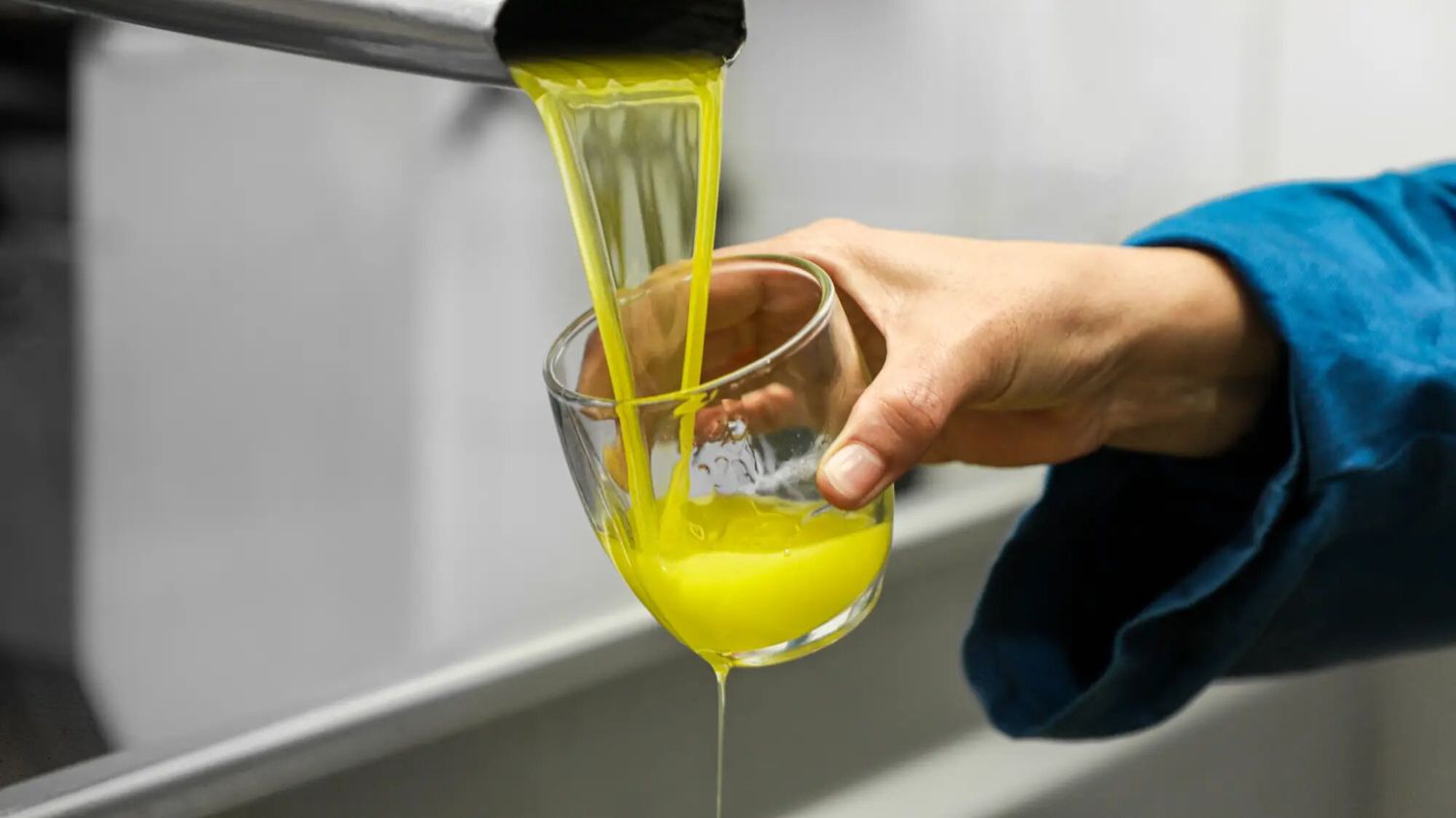 Nypresset olivenolje renner fra pressen ned i et smaksglass